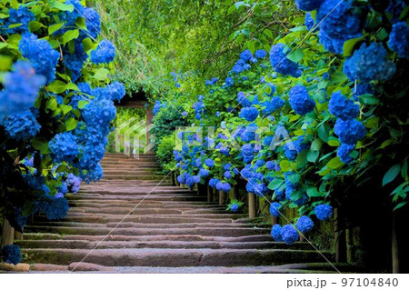 紫陽花が咲き誇る小路 97104840