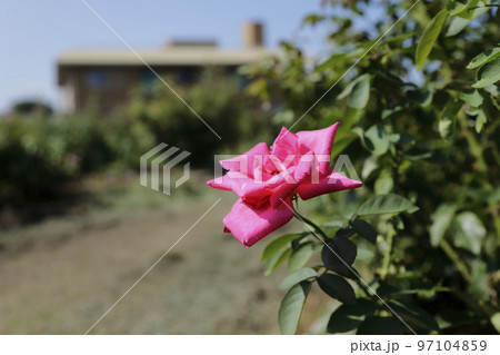荒尾市　おもやい市民花壇　バラの花、 97104859
