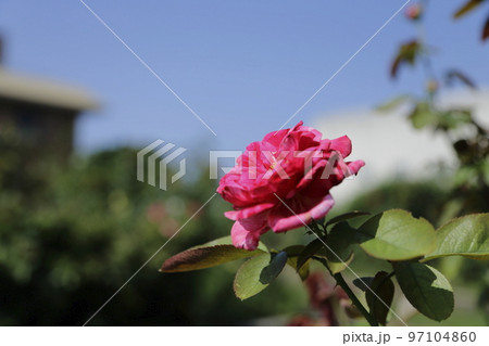 荒尾市 おもやい市民花壇 バラの花、 荒尾市 おもやい市民花壇 バラの花、 97104860