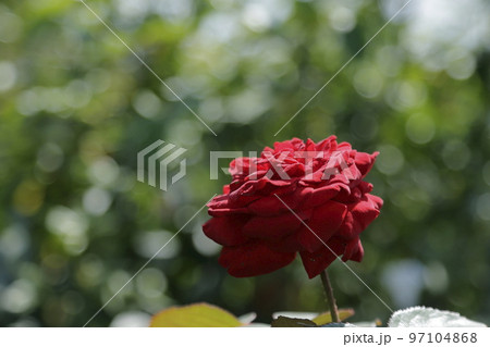 荒尾市 おもやい市民花壇 バラの花、 荒尾市 おもやい市民花壇 バラの花、 97104868