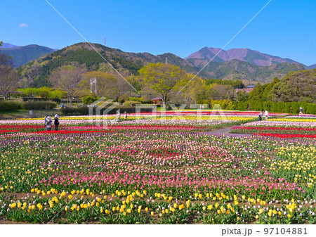 県立秦野戸川公園のチューリップ祭りの様子 県立秦野戸川公園のチューリップ祭りの様子 97104881