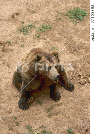 Large brown bear sitting on the sand 97105392