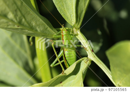 ソラマメの葉について、キリギリスの幼虫 ソラマメの葉について、キリギリスの幼虫 97105565