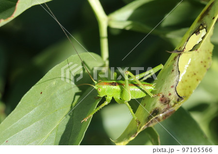 ソラマメの葉について、キリギリスの幼虫 97105566