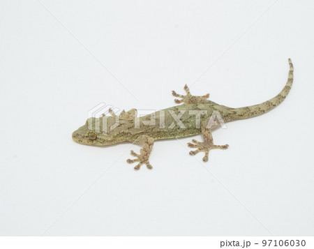 1匹のニホンヤモリ 1匹のニホンヤモリ 97106030