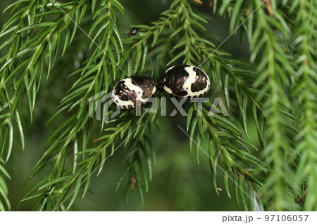 「歩く宝石」と呼ばれるアカスジキンカメムシの最終幼齢態 97106057