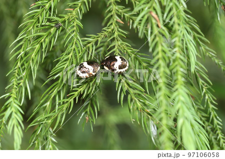 「歩く宝石」と呼ばれるアカスジキンカメムシの最終幼齢態 97106058