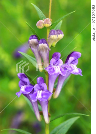 Healing baikal skullcap in blossom 97107092