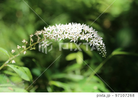 初夏に林の下でひっそりと咲く、白い花、オカトラノオの花 初夏に林の下でひっそりと咲く、白い花、オカトラノオの花 97107268