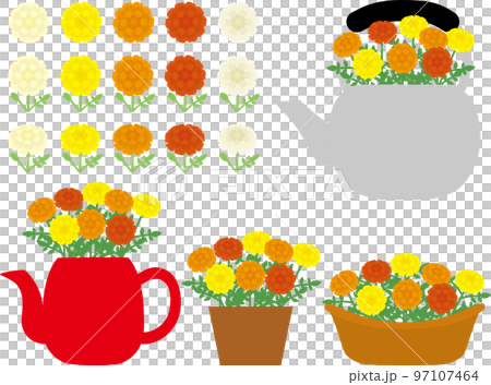 Marigold P 97107464