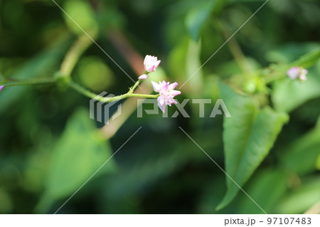 白い小さな可憐な花 ミゾソバ 白い小さな可憐な花 ミゾソバ 97107483