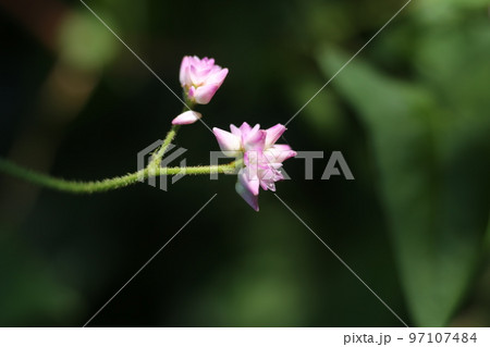 白い小さな可憐な花　ミゾソバ 97107484