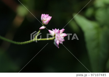 白い小さな可憐な花　ミゾソバ 97107485