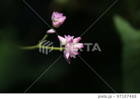 白い小さな可憐な花　ミゾソバ 97107488