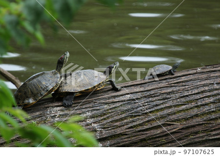 公園の池に倒れかかった木の上で日光浴をする、アカミミガメ 公園の池に倒れかかった木の上で日光浴をする、アカミミガメ 97107625