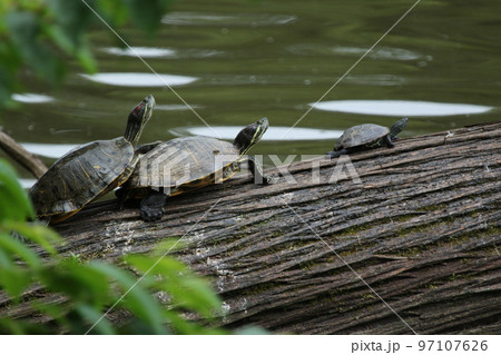 公園の池に倒れかかった木の上で日光浴をする、アカミミガメ 公園の池に倒れかかった木の上で日光浴をする、アカミミガメ 97107626