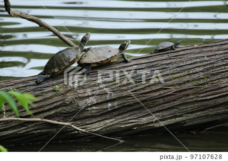 公園の池に倒れかかった木の上で日光浴をする、アカミミガメ 97107628