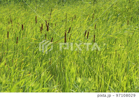 耕作放棄水田のヒメガマ 97108029