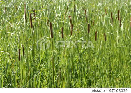 耕作放棄水田のヒメガマ 耕作放棄水田のヒメガマ 97108032