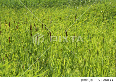 耕作放棄水田のヒメガマ 97108033