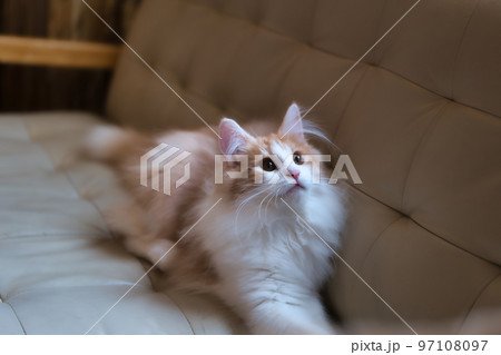 cat 97108097