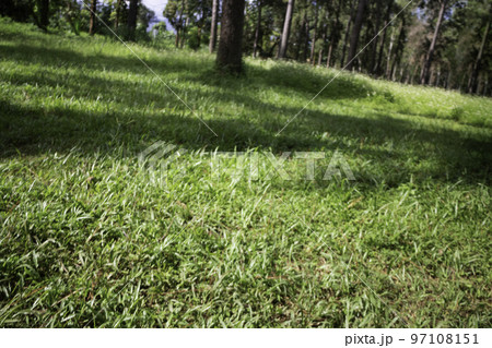 Local green grass field in public park 97108151