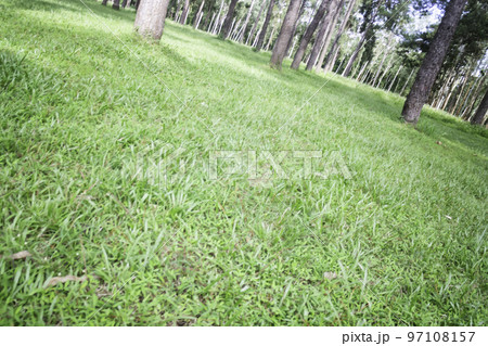 Local green grass field in public park Local green grass field in public park 97108157