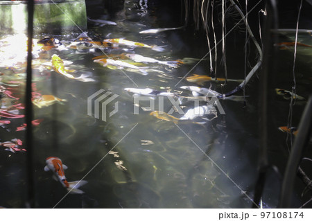 Colorful and multicolor fancy carps fish in the tank 97108174