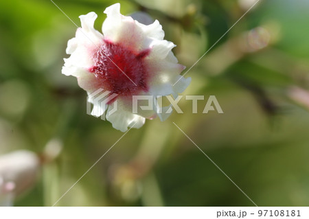 真夏に咲く、可憐な花、ヘクソカズラ 真夏に咲く、可憐な花、ヘクソカズラ 97108181