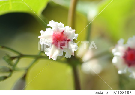 真夏に咲く、可憐な花、ヘクソカズラ 97108182