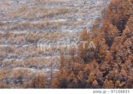 【北海道美瑛町】晩秋の紅葉と雪化粧 97108835
