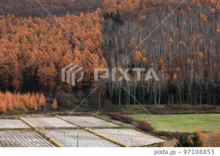 【北海道美瑛町】晩秋の紅葉と雪化粧 97108853