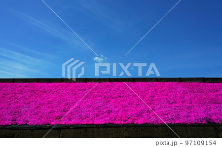 芝桜と青空 97109154