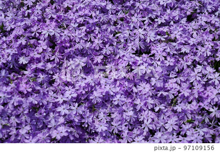 芝桜 芝桜 97109156