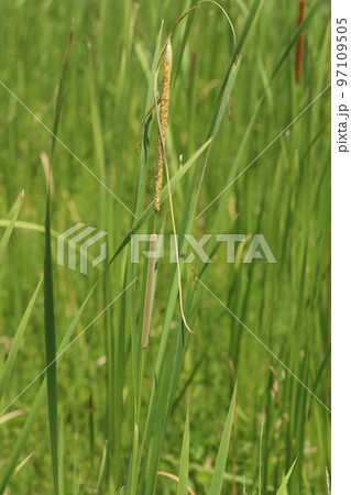 耕作放棄水田に咲く、ヒメガマの花 耕作放棄水田に咲く、ヒメガマの花 97109505