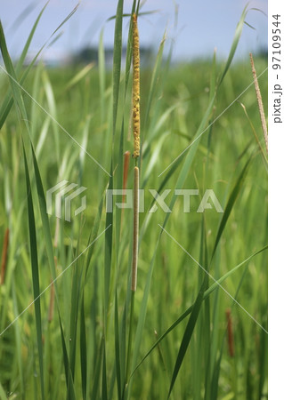 耕作放棄水田に咲く、ヒメガマの花 97109544