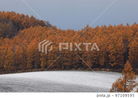 【北海道美瑛町】晩秋の紅葉と雪化粧 【北海道美瑛町】晩秋の紅葉と雪化粧 97109595