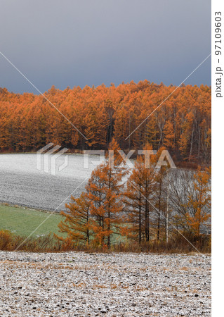 【北海道美瑛町】晩秋の紅葉と雪化粧 【北海道美瑛町】晩秋の紅葉と雪化粧 97109603