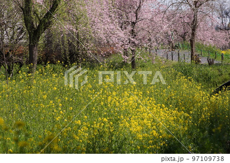 さくら満開 上尾丸山公園 さくら満開 上尾丸山公園 97109738