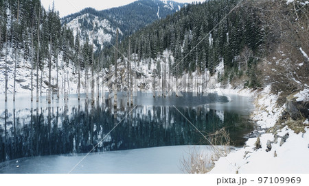 Coniferous tree trunks come out of a mountain lake 97109969