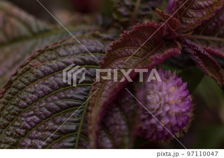 ムキムキ 97110047