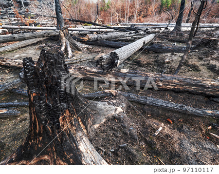 The burnt forest above Hrensko town. The burnt out hollow of  tree trunk 97110117
