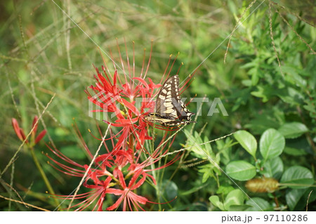 彼岸花の蜜を吸うキアゲハ 彼岸花の蜜を吸うキアゲハ 97110286
