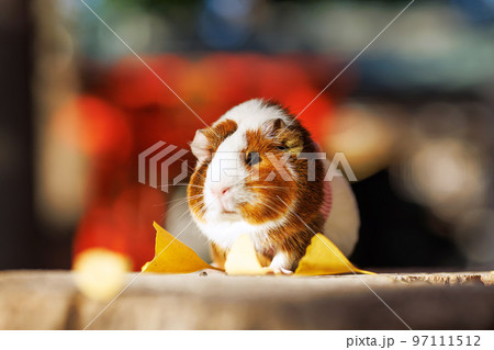 ペットのモルモット 97111512