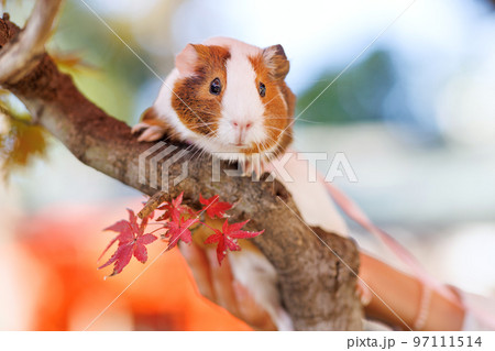 ペットのモルモット 97111514
