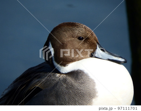 オナガガモ 鳥類 尾長鴨、学名:Anas acuta オナガガモ 鳥類 尾長鴨、学名:Anas acuta 97111701