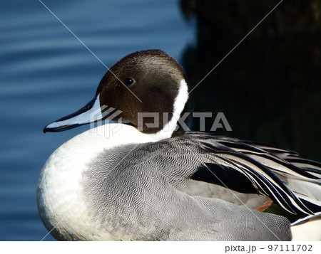 オナガガモ　鳥類　尾長鴨、学名：Anas acuta　 97111702