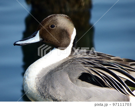 オナガガモ 鳥類 尾長鴨、学名:Anas acuta オナガガモ 鳥類 尾長鴨、学名:Anas acuta 97111703