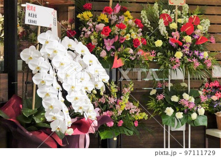 開店祝いのフラワーギフト　胡蝶蘭 97111729