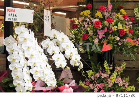 開店祝いのフラワーギフト 胡蝶蘭 開店祝いのフラワーギフト 胡蝶蘭 97111730